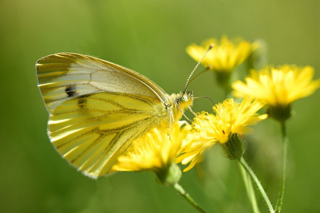 cabbage butterfly on flower