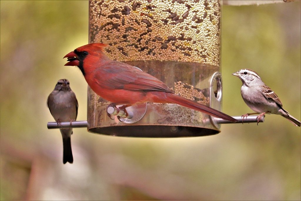 cardinal at bird feeder