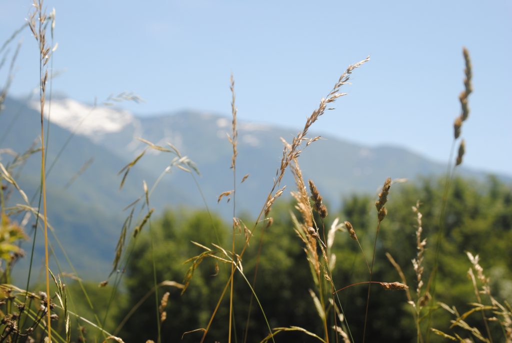 grass with mountain background